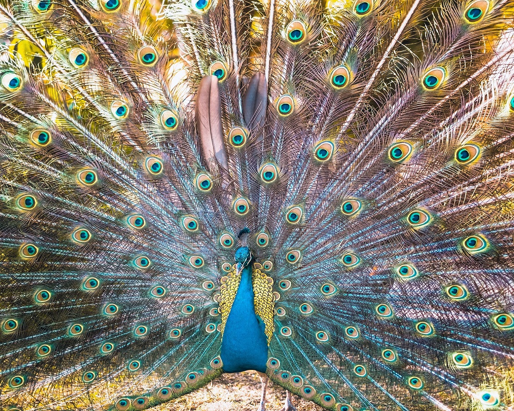 Peacock